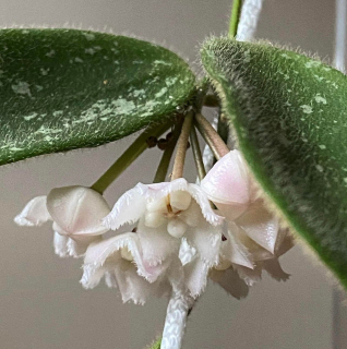 Hoya thomsonii (pink? white? překvapení!) - Řízek