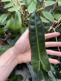 Philodendron billietiae x atabapoense- Řízek