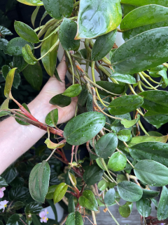 Philodendron "petit congo" - Řízek