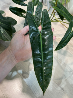 Philodendron billietiae- Řízek