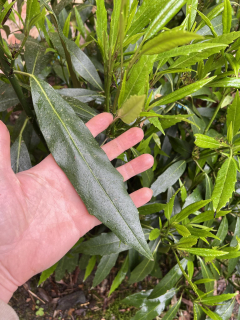 Aukuba dlouholistá - Aucuba japonica f. longifolia