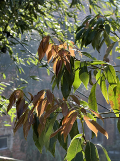 Dub bambusový (stálezelený) - Quercus myrsinifolia