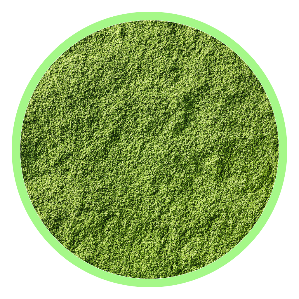 Chlorella 
