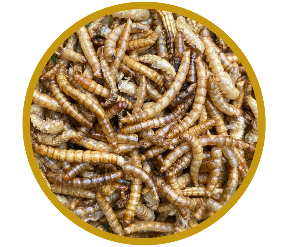 Mouční červi 