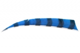 Krocaní letka - pravá (RW) - délka 4" - PRUHOVANÁ - modrá/černá
