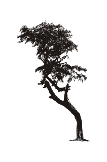 Strom na duně, samolepka na zeď, rozměry 150x98cm / XL