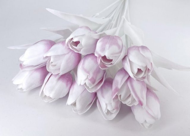 tulipán s bílým listem (6 ks) - fialovorůžová s bílou špičkou