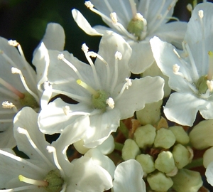 ledum