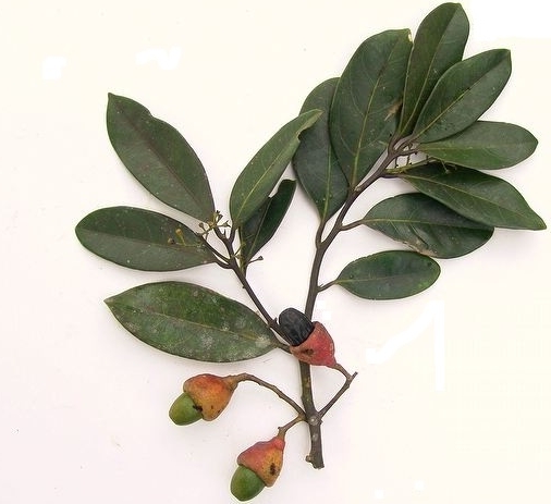 ocotea