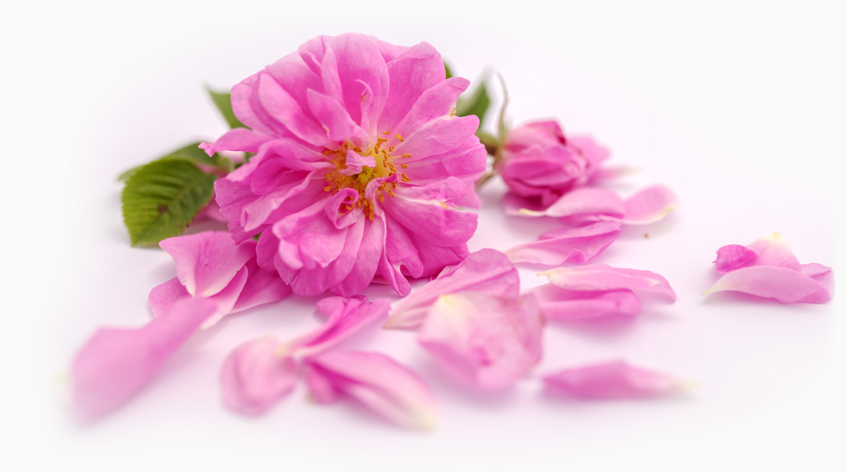Rosa Damascena