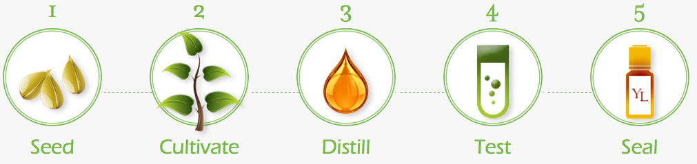 Seed to Seal - 5 steps