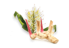 Shati [Spiked ginger lily]