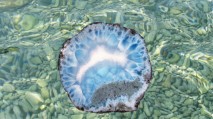 Larimar