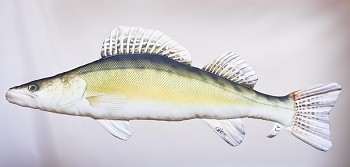 Candát obecný (Zander) - 77 cm polštářek - GABY
