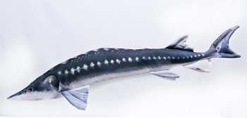 Jeseter - 125 cm polštářek -  GABY