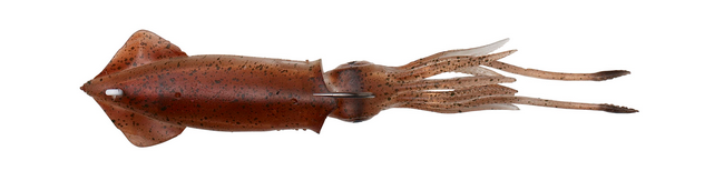 Guma Savage Gear 3D SWIM SQUID