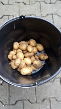 Vyvýšený záhon výroba + osázení bramborami