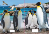 Sešit 544 s 3D motivem tučňáků, A5. linkovaný