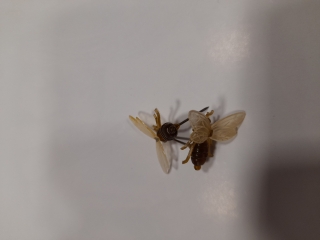 Špendlík včela