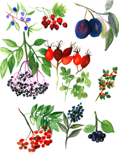 Plakát podzimní plody A4