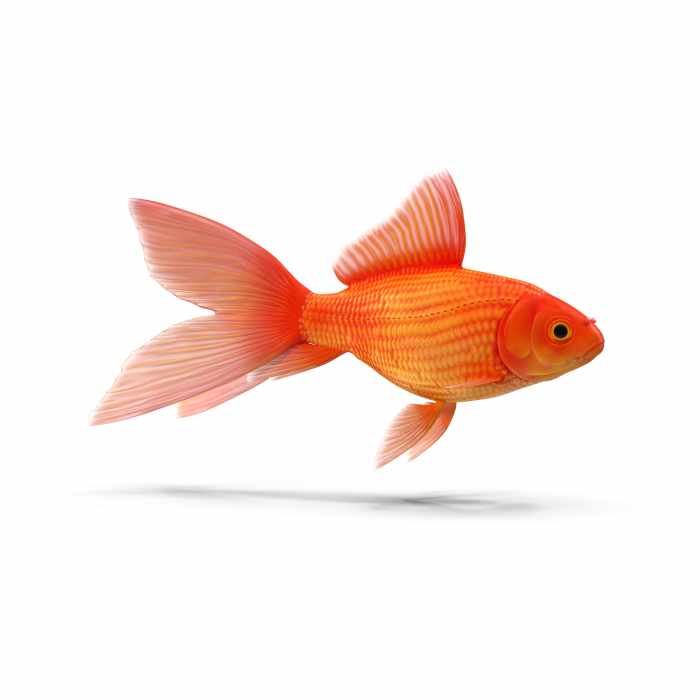Goldfish