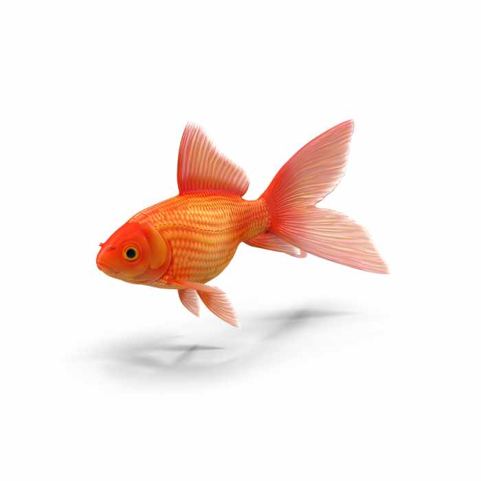 Goldfish