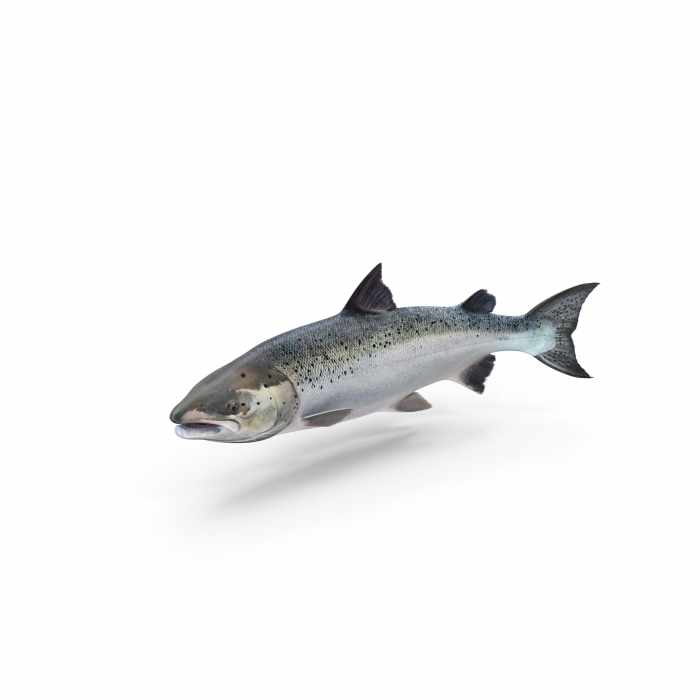 Atlantic Salmon Fish