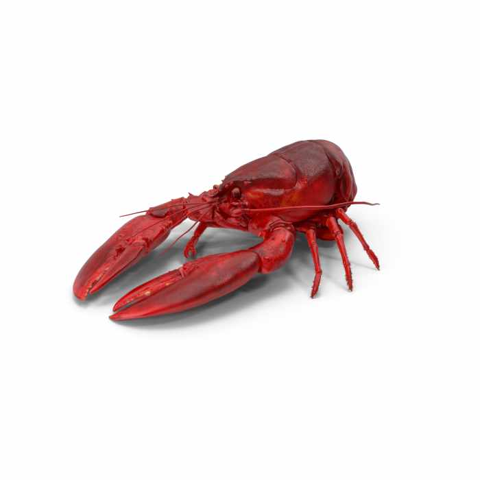 Cooked Lobster