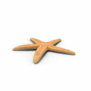 Dried Flat Starfish